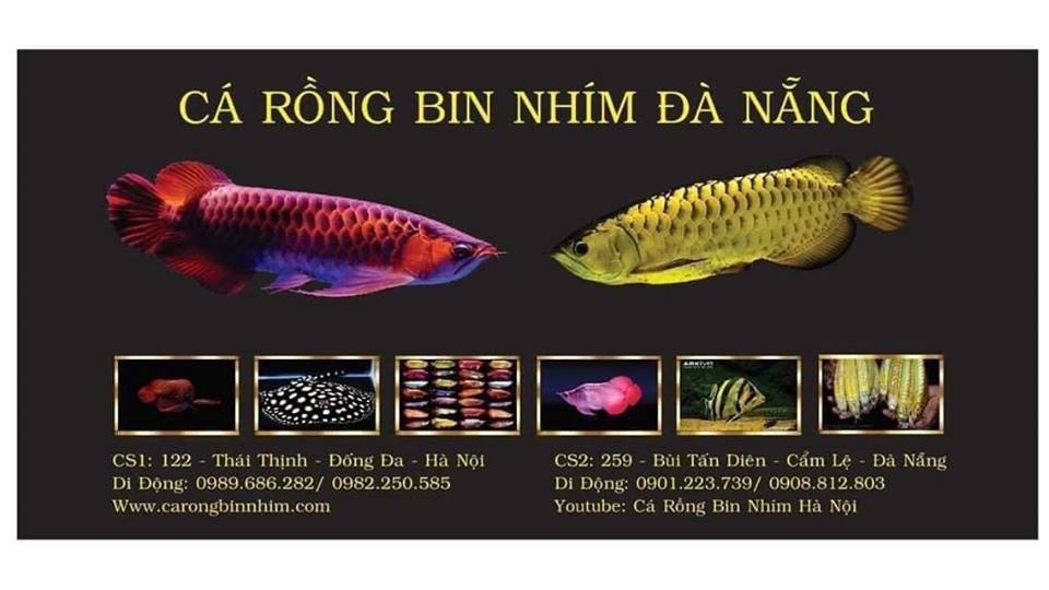 Cá cảnh Đà Nẵng - Bin Nhím