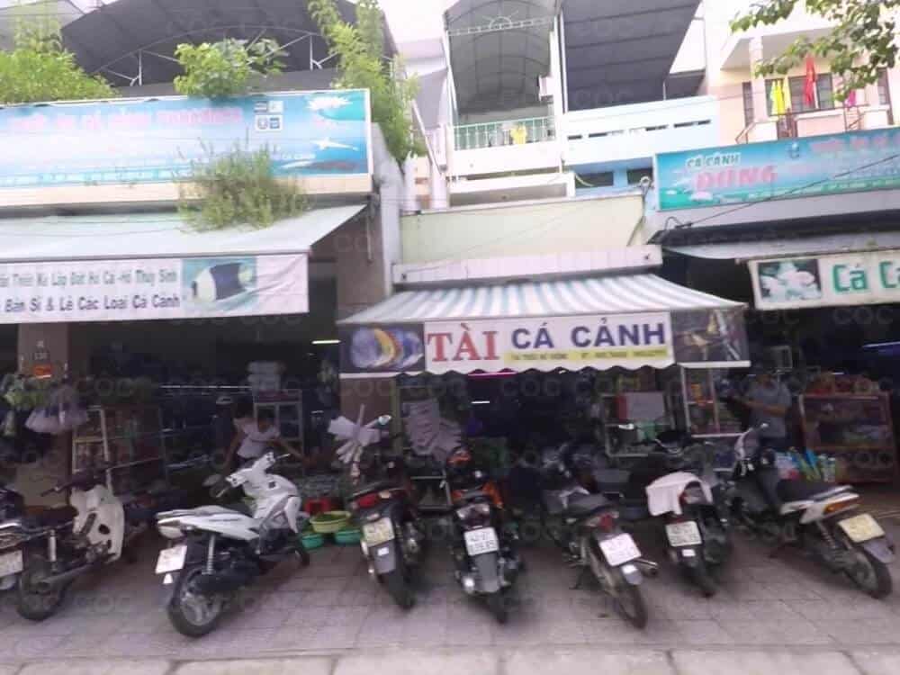 Cá cảnh Đà Nẵng - Tài