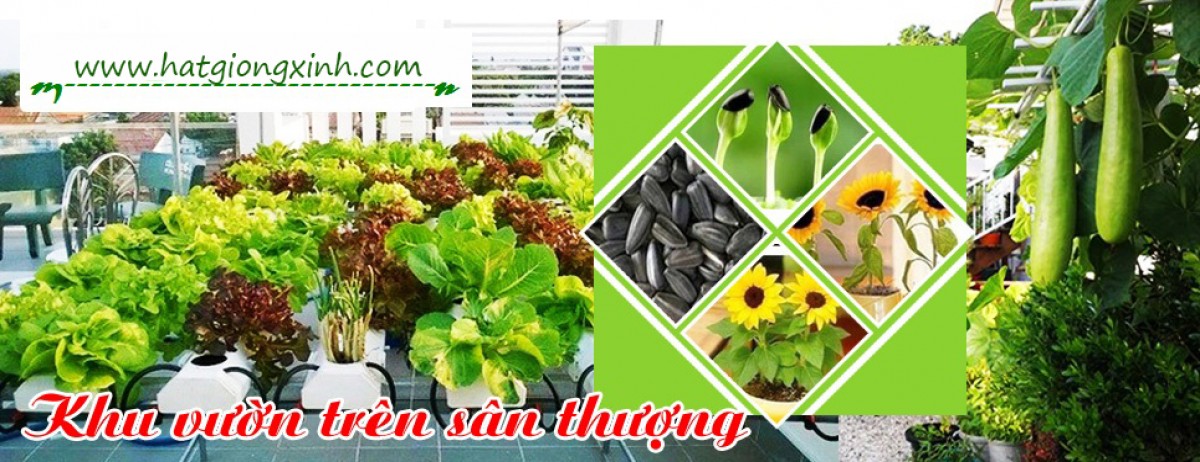 Hạt giống hoa Đà Nẵng shop Hạt giống xinh