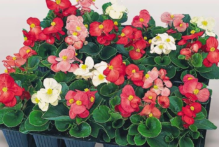 Hạt giống hoa Đà Nẵng shop An Khang