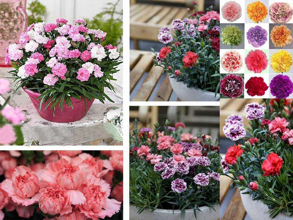 Hạt giống hoa Đà Nẵng Shop Thắng Lợi