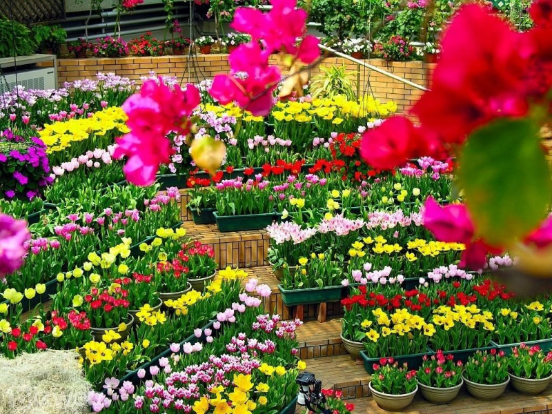 Hạt giống hoa Đà Nẵng - Cửa hàng Hoa Sen Việt
