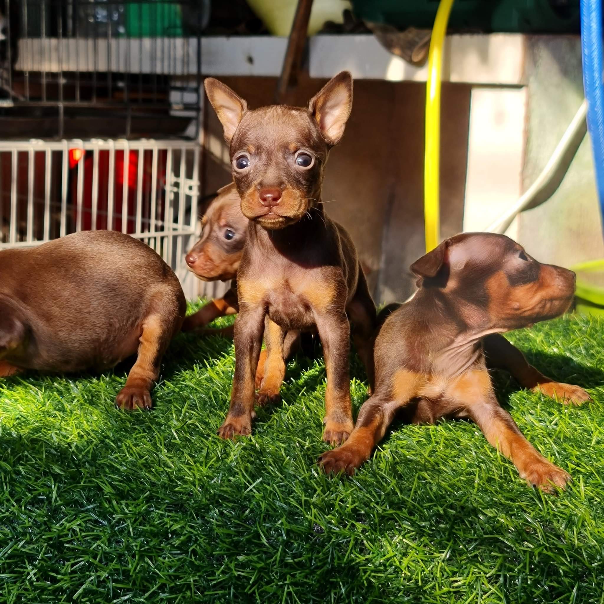 Những shop bán chó Phốc Đà Nẵng uy tín nhất