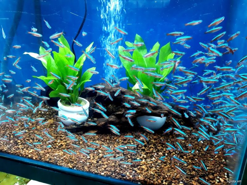 Tổng hợp 7 địa điểm bán cá cảnh Đà Nẵng độc đáo nhất