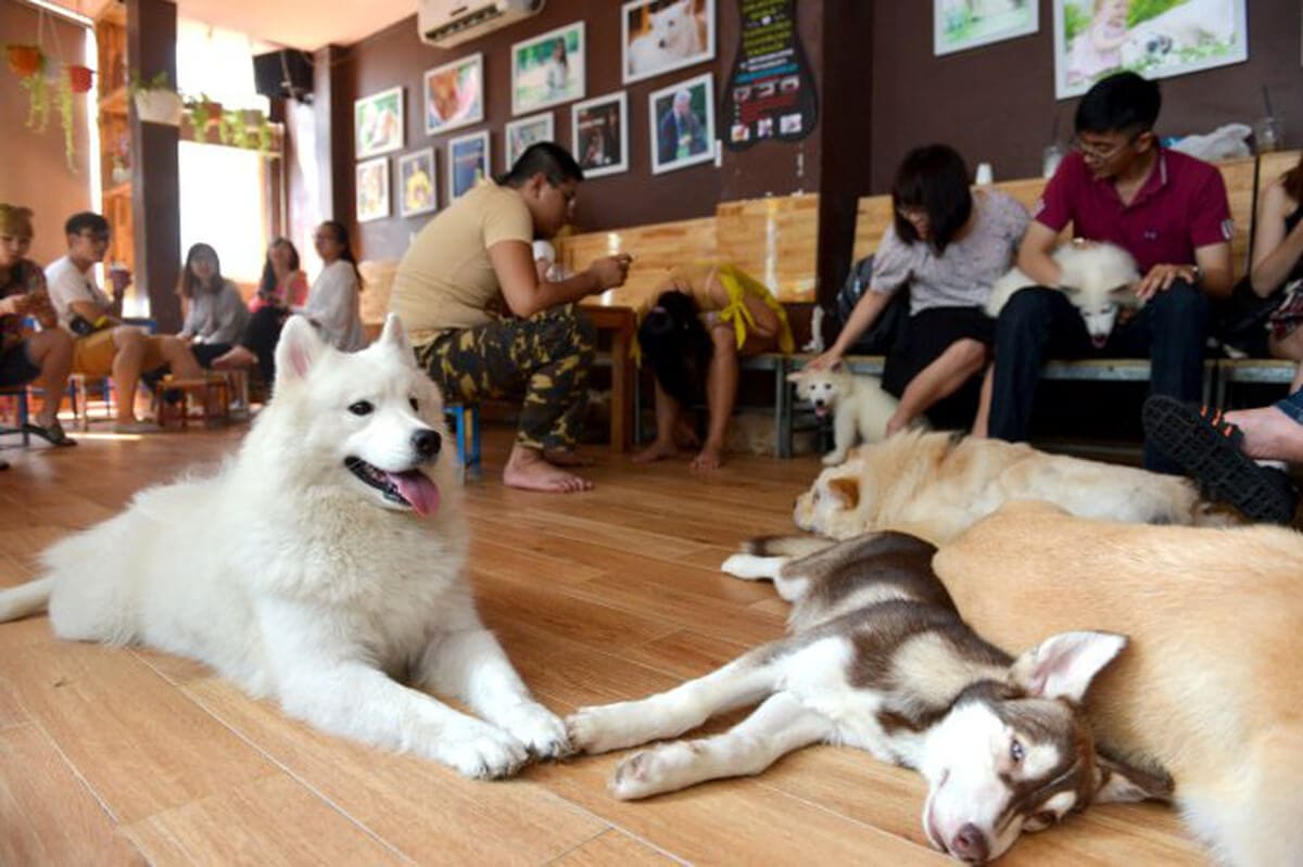 Cafe chó Đà Nẵng 