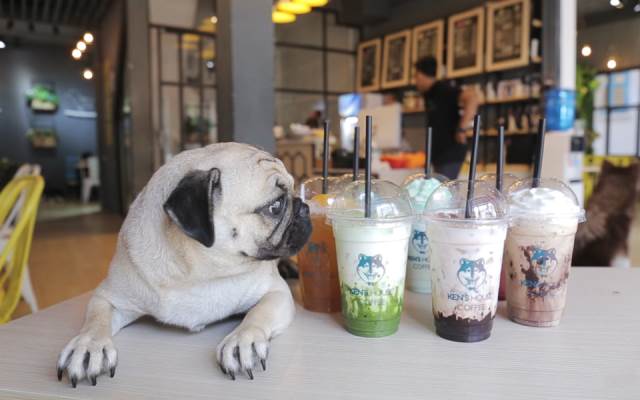 cafe chó Đà Nẵng 