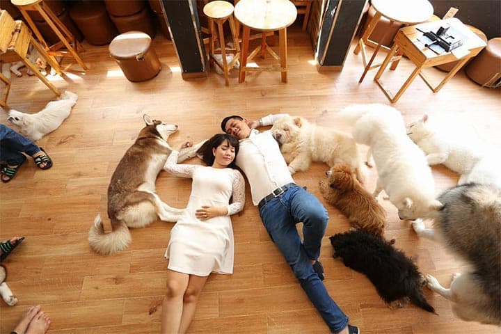 Quán cafe chó Đà Nẵng 