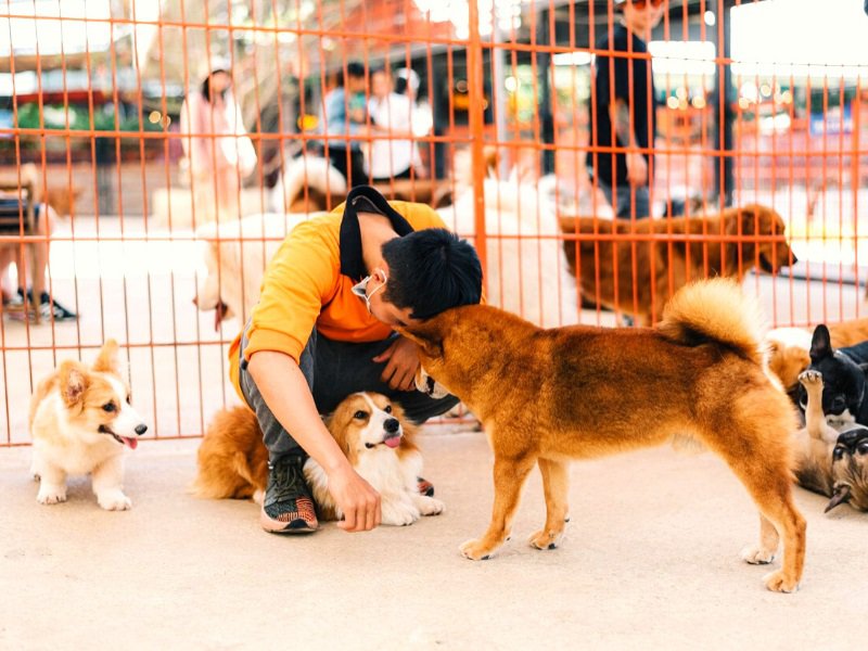 cafe chó đà nẵng