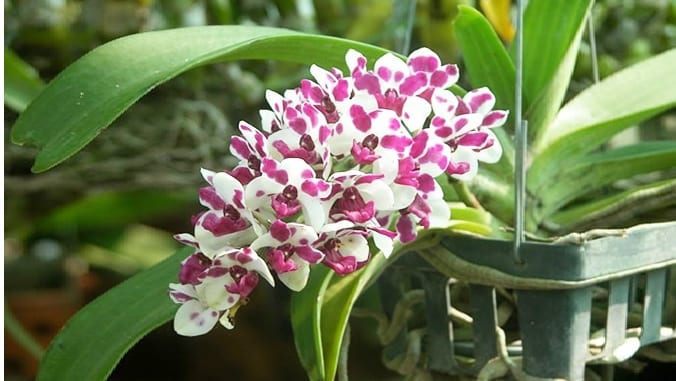 Top 6 cửa hàng hoa lan Đà Nẵng " đẹp mê ly"