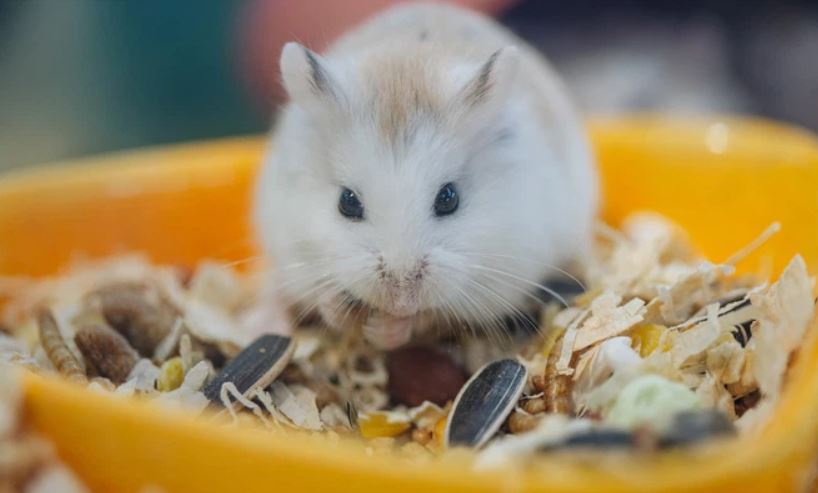 Aby Shop chuyên bán Hamster Đà Nẵng đáng yêu, khỏe mạnh