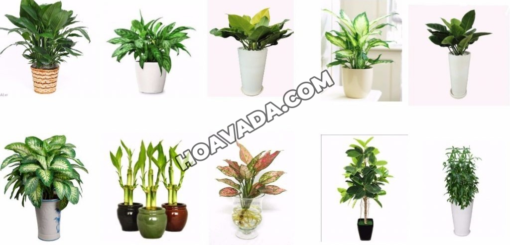 Mẫu chậu hoa Đà Nẵng tại shop Hoa và Đá