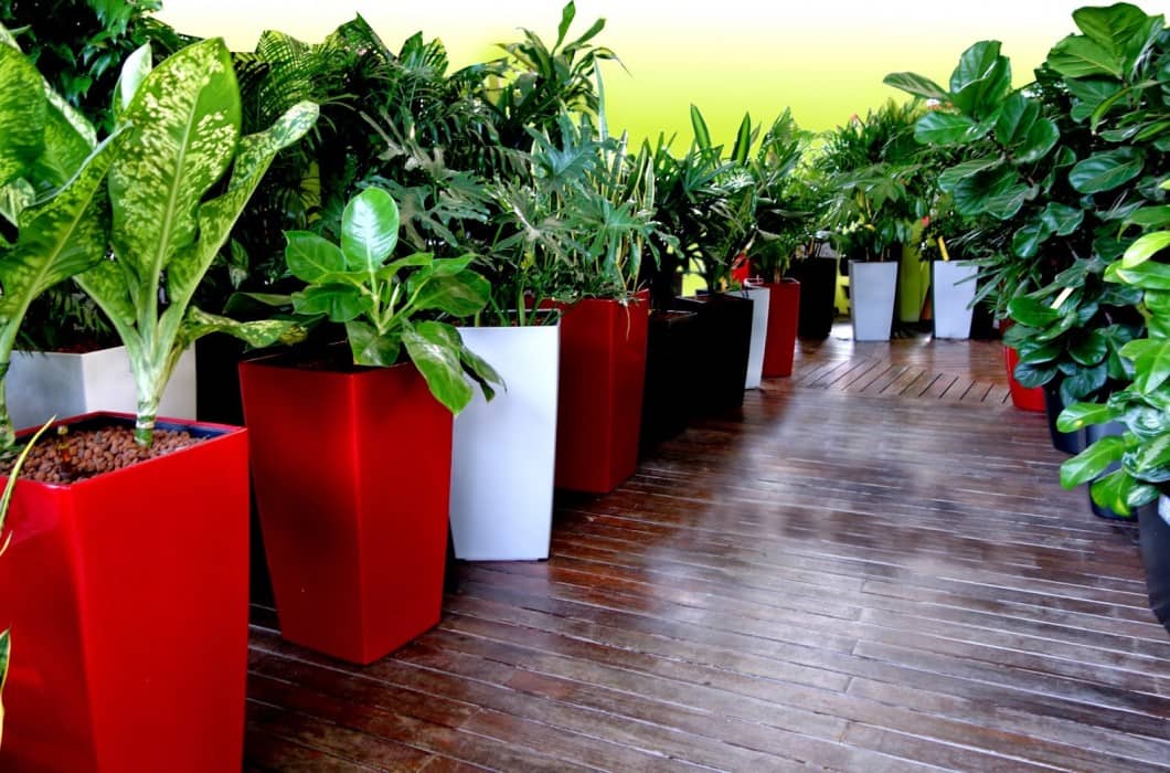 Những shop bán chậu hoa Đà Nẵng xinh xắn, giá rẻ