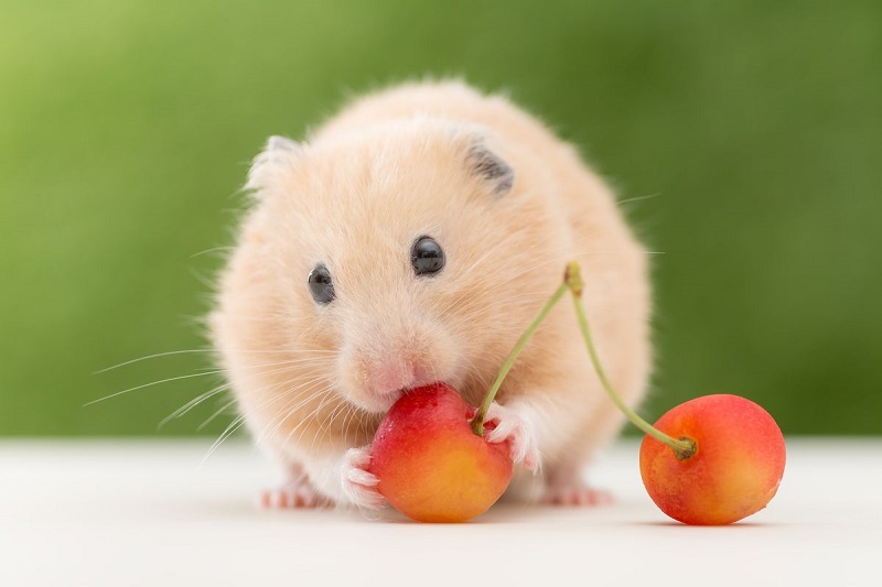 Khám phá các shop Hamster Đà Nẵng siêu đáng yêu