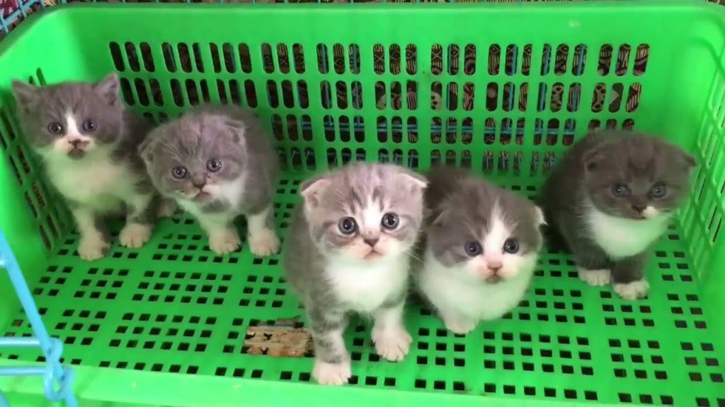 Địa chỉ bán mèo Đà Nẵng - Kha Pet Centre