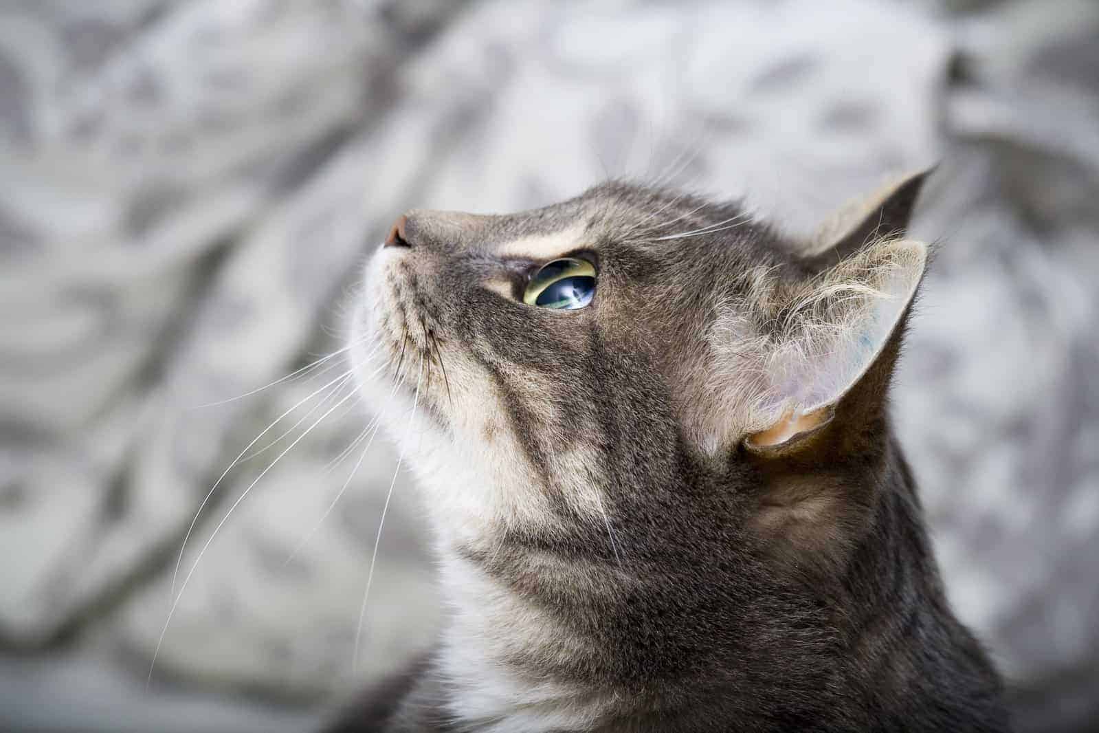 Top 6 địa chỉ bán mèo Đà Nẵng được yêu thích nhất