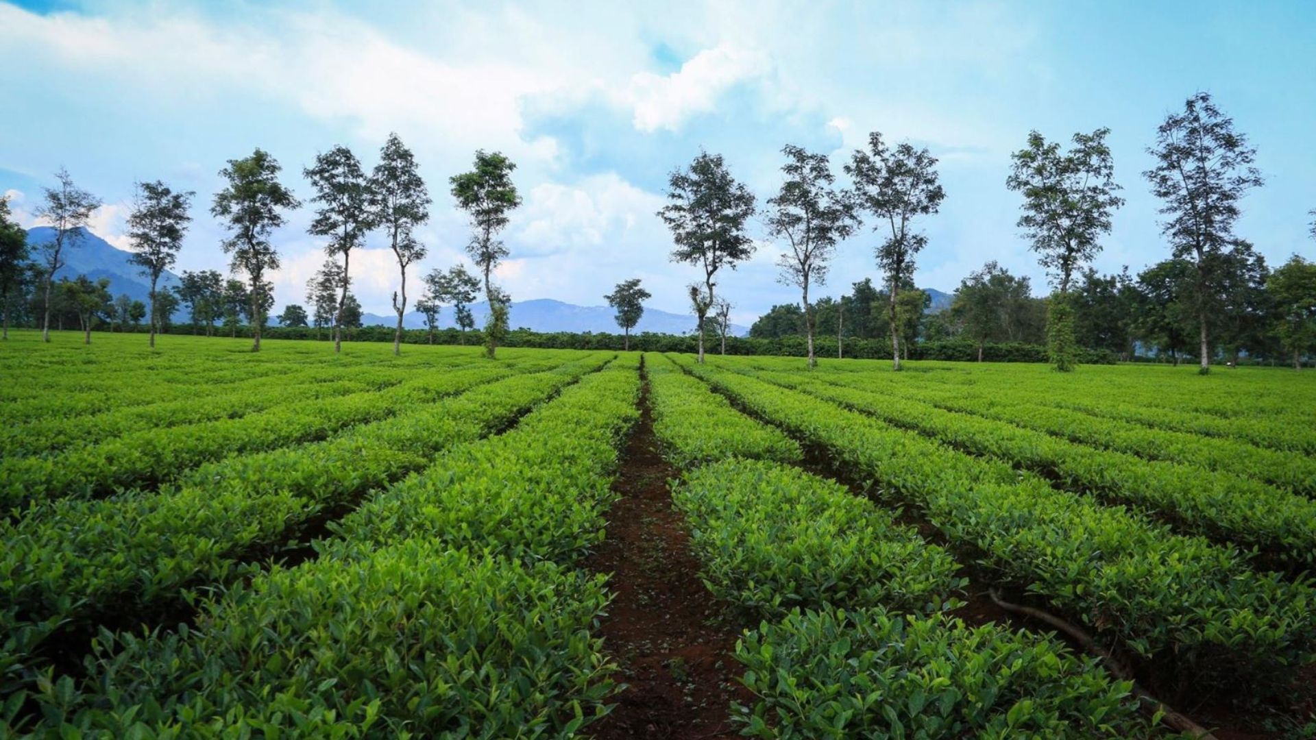 Biển Hồ Chè - Vùng du lịch Gia Lai đáng thử