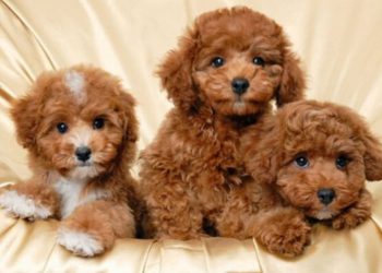 Khám phá 7 shop thú cưng Đà Nẵng siêu uy tín và chất lượng