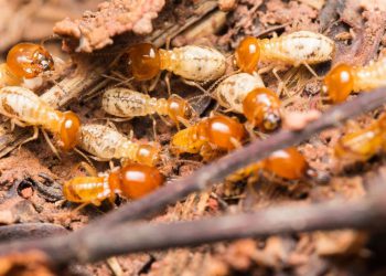 Top 15 dịch vụ diệt mối tại Đà Nẵng uy tín, giá tốt