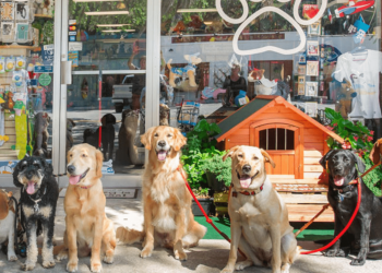 Bật mí 8 cửa hàng thú cưng Đà Nẵng nổi tiếng và uy tín nhất