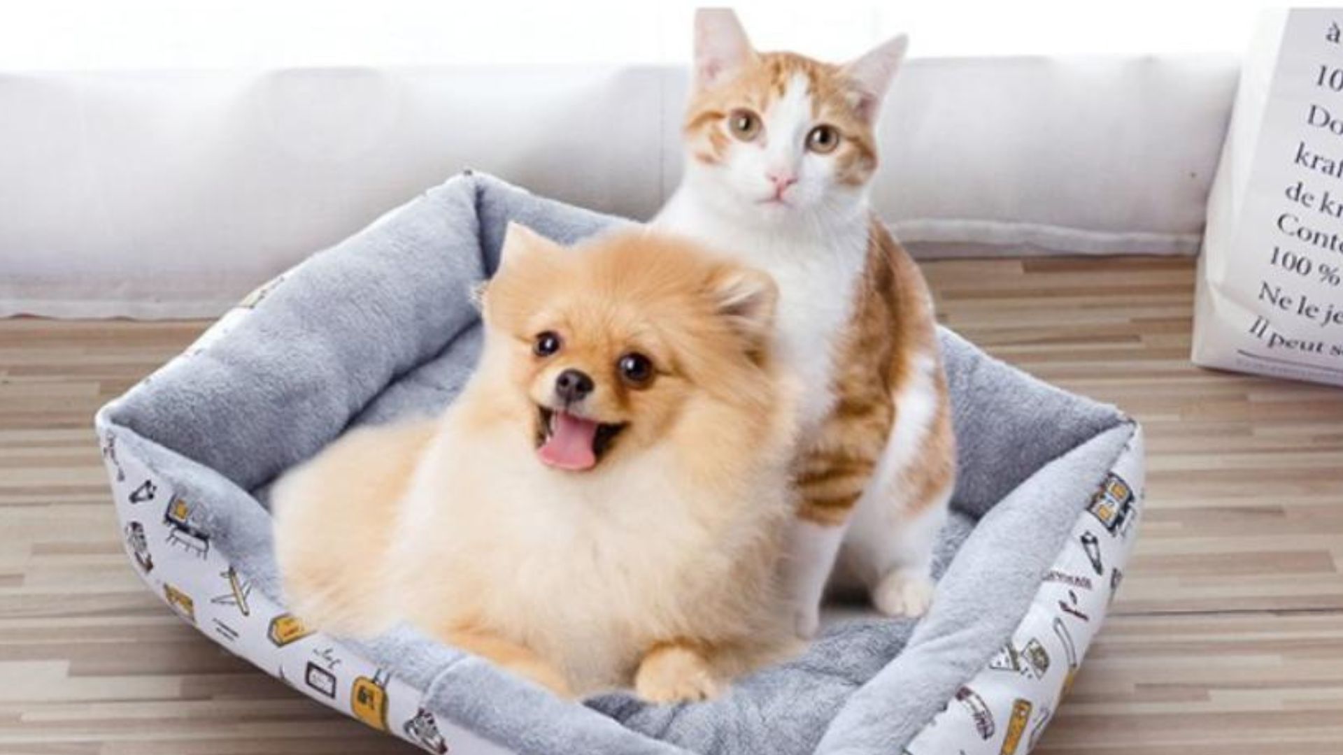 Shop Phụ Kiện Chó Mèo Quang Thịnh - Pet shop Đà Nẵng giá rẻ