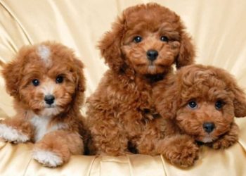 Top 15 pet shop Đà Nẵng chuyên nghiệp chu đáo