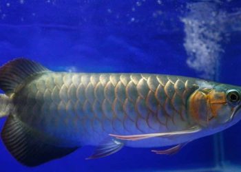 Khám phá 12 địa chỉ bán cá Rồng Đà Nẵng uy tín, giá tốt