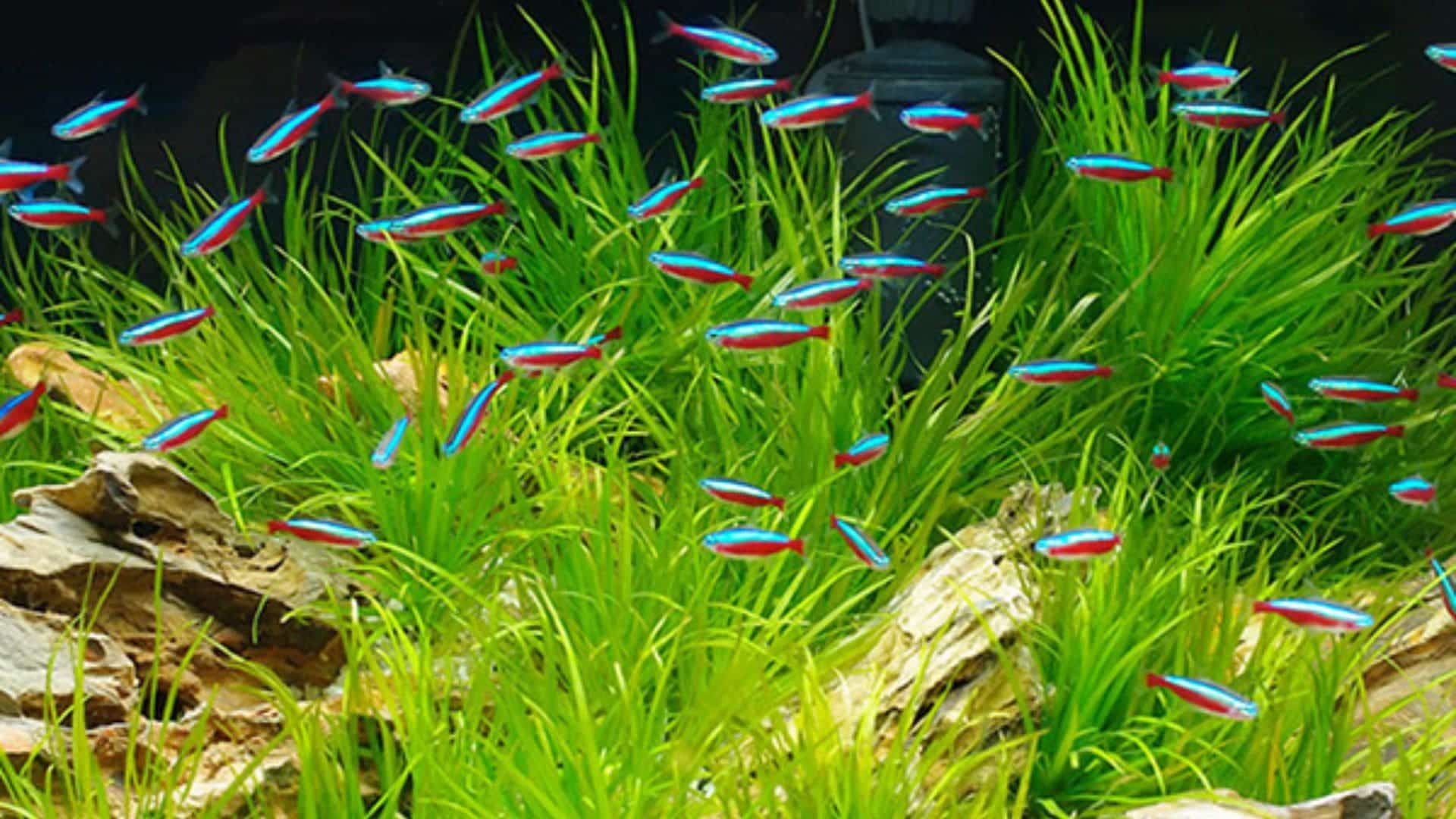 Long Sinh Aquarium - Thương hiệu được tin cậy 