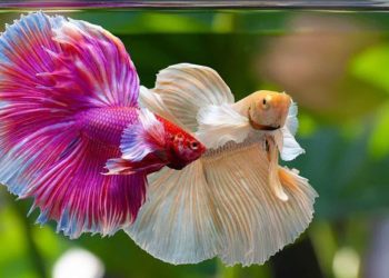 Khám phá 12 tiệm cá cảnh gần đây siêu uy tín, giá tốt