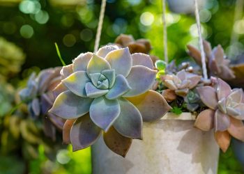 Top 12 địa chỉ bán sen đá Đà Nẵng cực xinh không thể bỏ qua