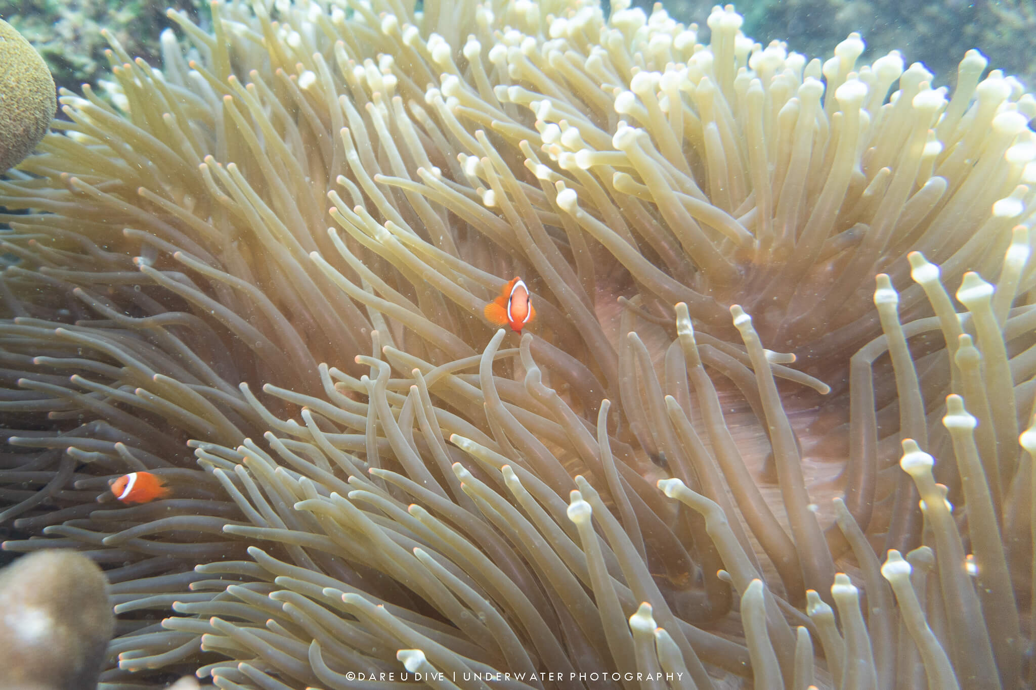 Hải Quỳ Nemo